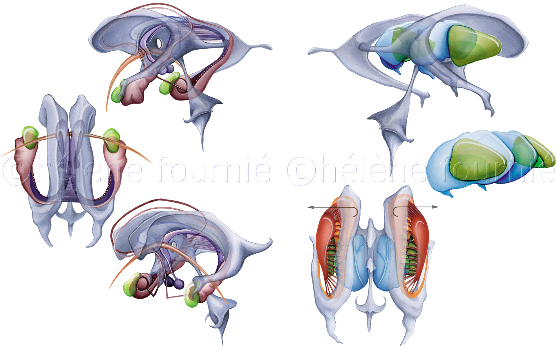  Neuranat-neuroanatomy-teaching