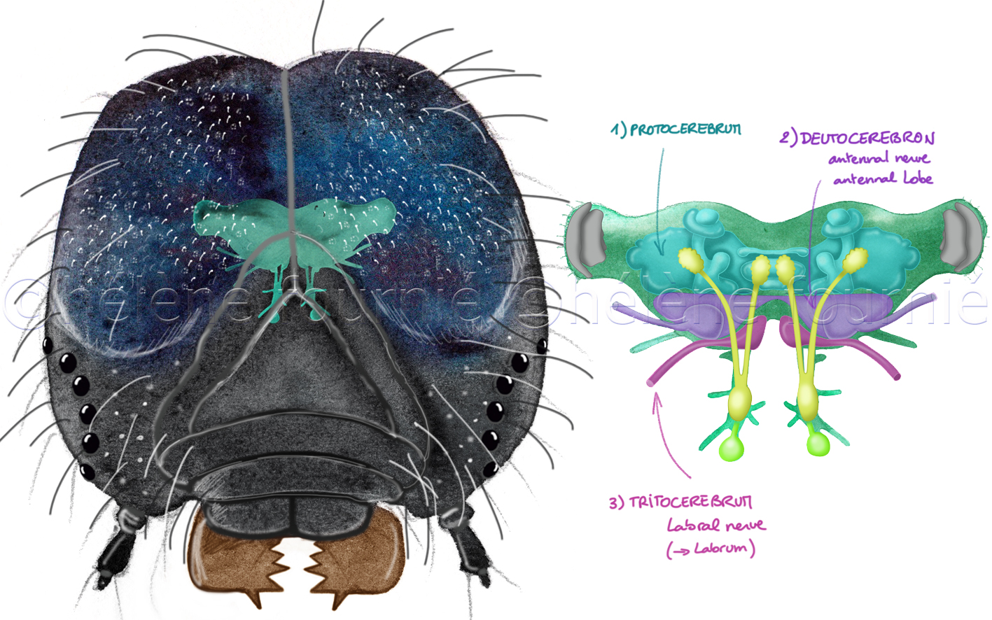 From Caterpillar to Butterfly