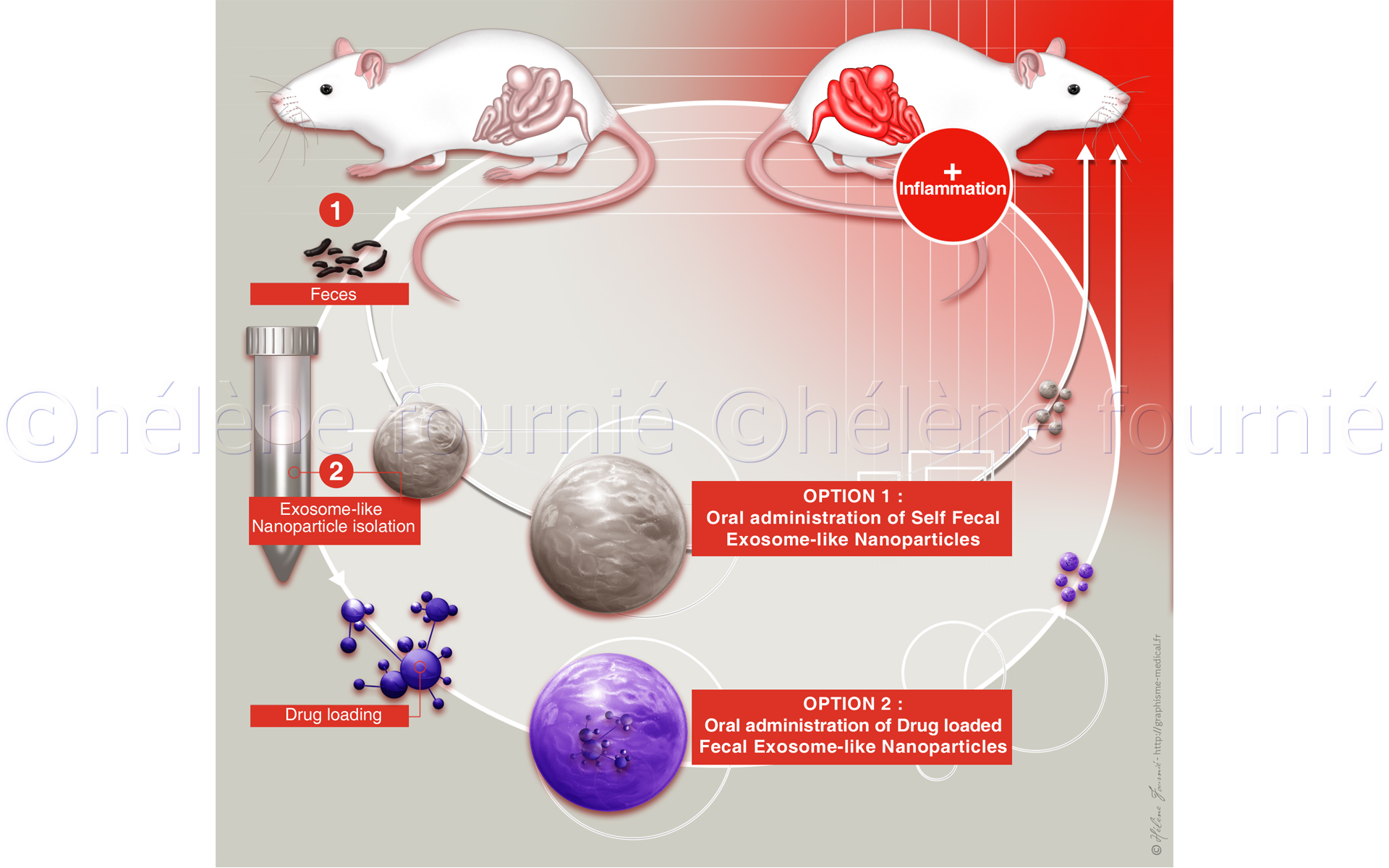 colitis-GSU