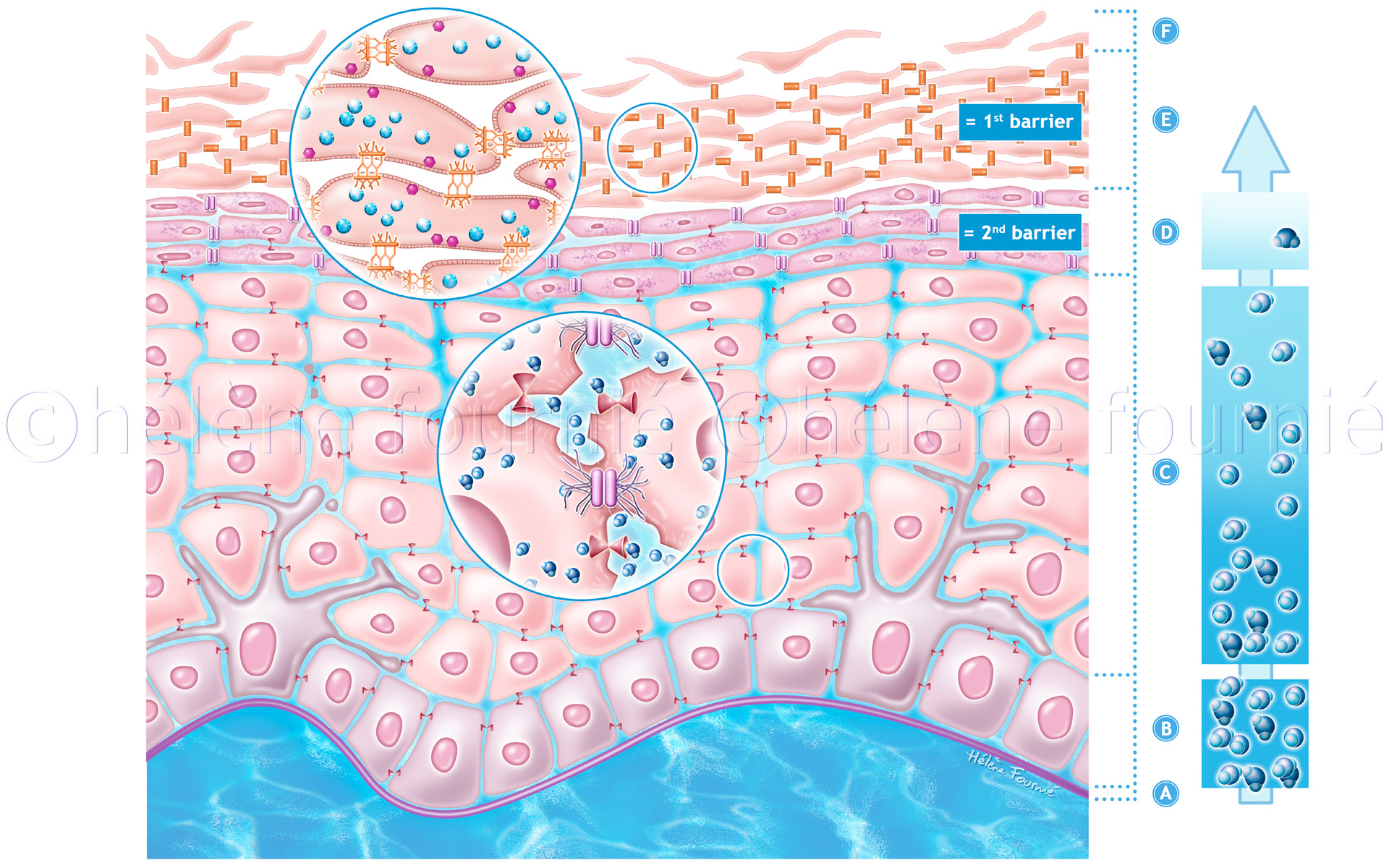 skincut-dermato-expanscience