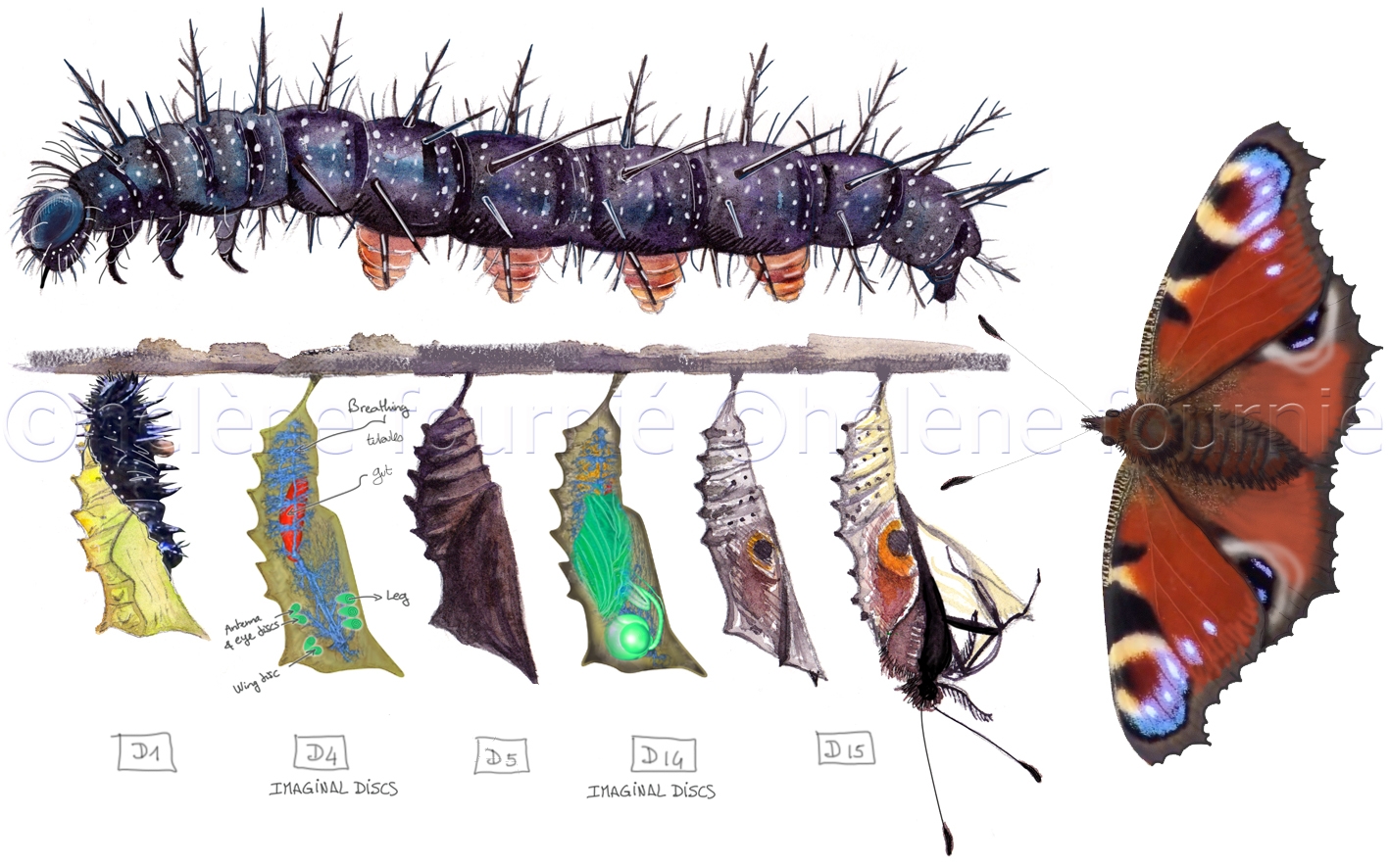 From Caterpillar to Butterfly