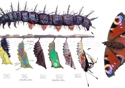 De la chenille au papillon ArteTV