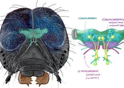 De la chenille au papillon ArteTV