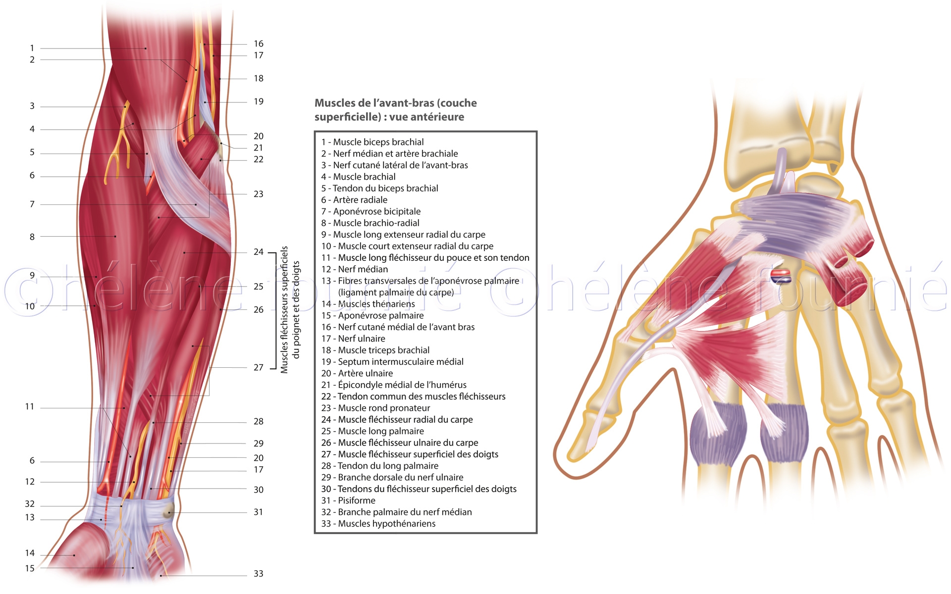 Masson Tixa-livre-anatomie