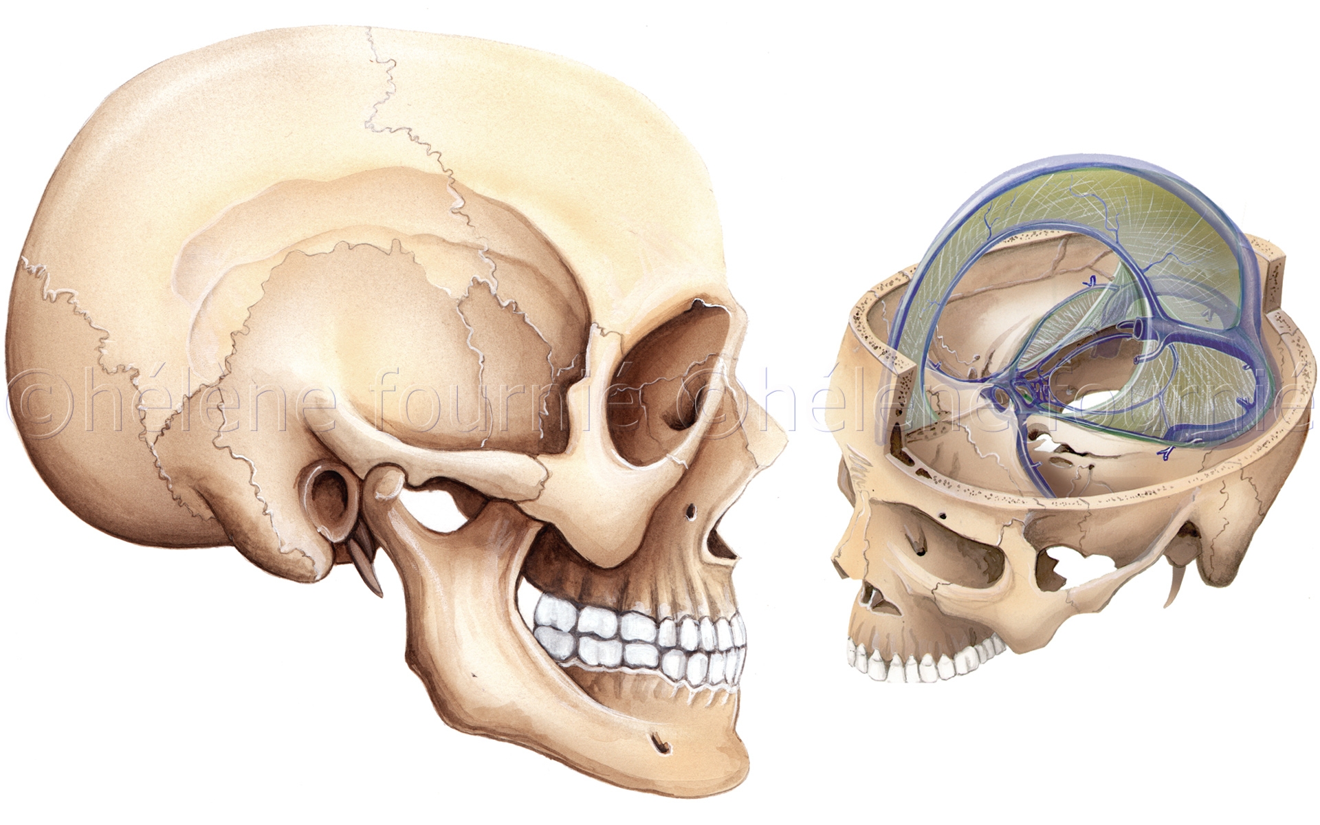  Neuranat-neuroanatomy-teaching