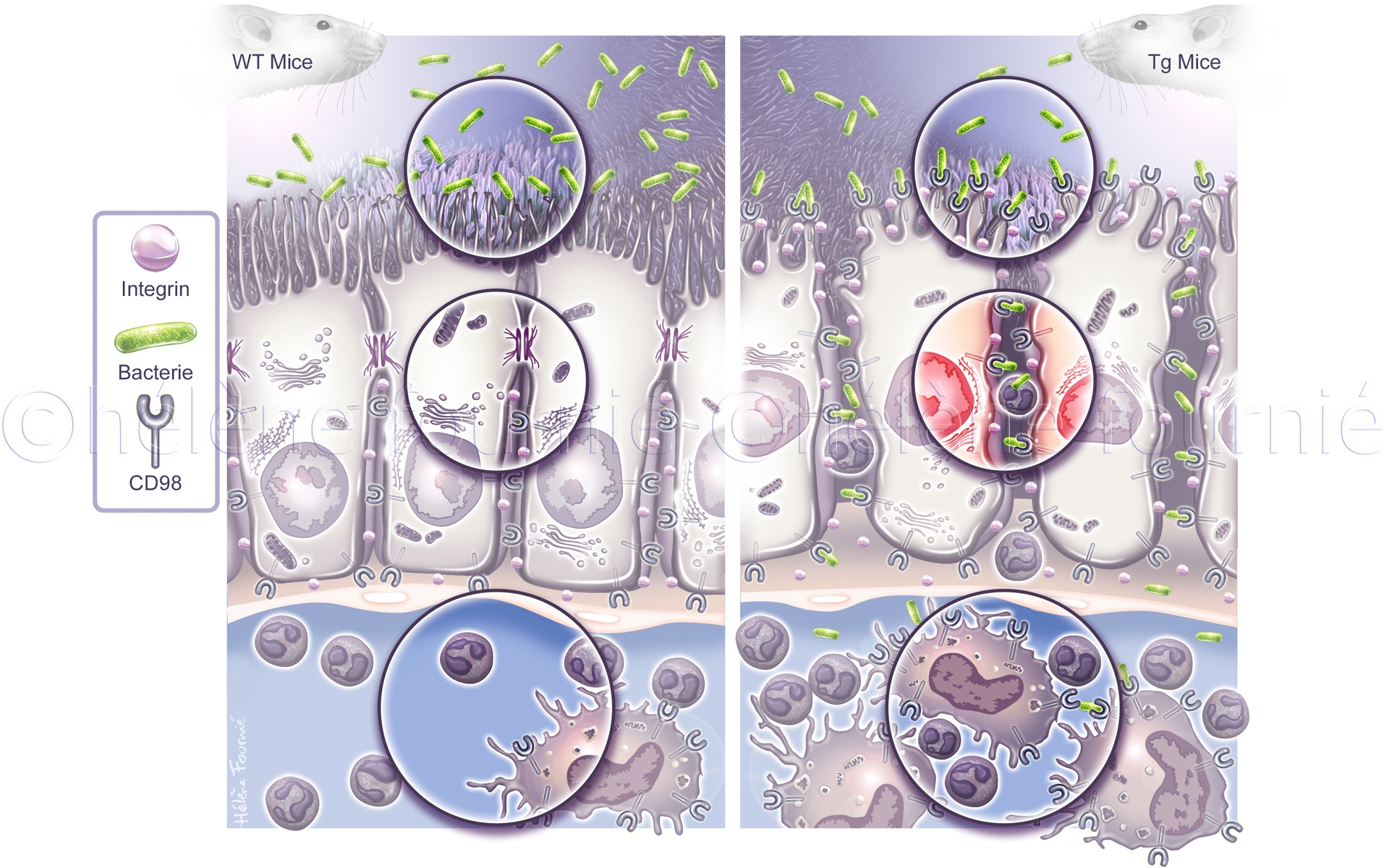 GSU-SourisTransgéniques-Tight Junctions