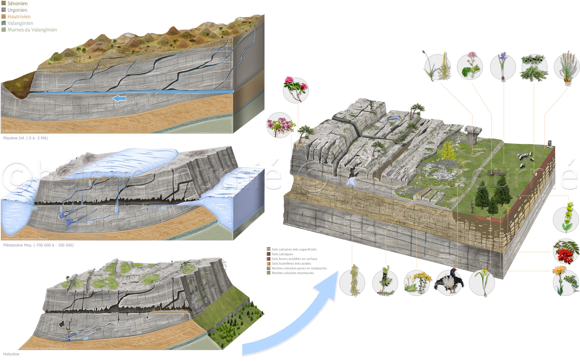 park-Chartreuse-landscape-illustration