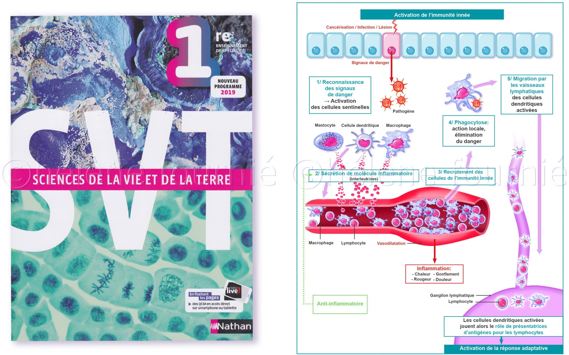 SVT-NATHAN-livre-scolaire